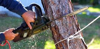 Best Commercial Tree Services  in Orion, IL